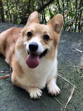 桃園柯基犬舍