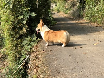 桃園柯基犬舍