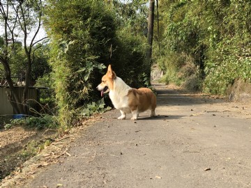 桃園柯基犬舍