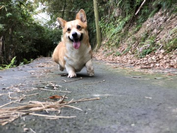 桃園柯基犬舍