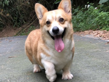 桃園柯基犬舍