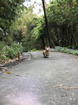 桃園柯基犬舍