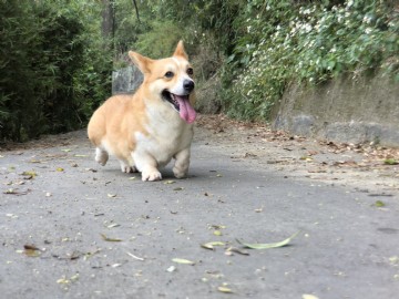 桃園柯基犬舍