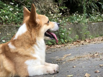 桃園柯基犬舍