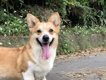 桃園柯基犬舍