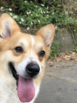 桃園柯基犬舍