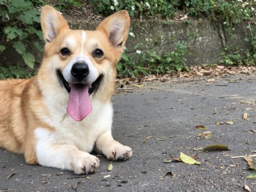 桃園柯基犬舍