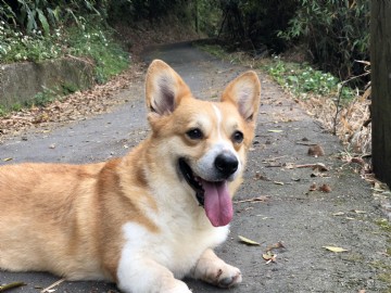 桃園柯基犬舍