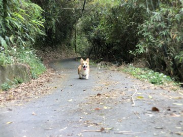 桃園柯基犬舍