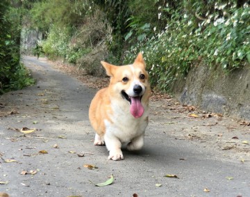 桃園柯基犬舍