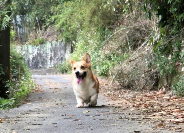 桃園柯基犬舍