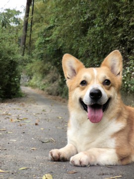 桃園柯基犬舍