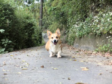 桃園柯基犬舍