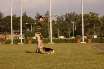 桃園柯基犬舍