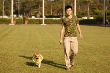 桃園柯基犬舍