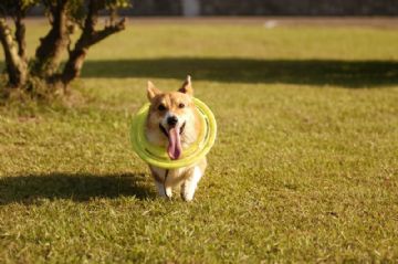 桃園柯基犬舍