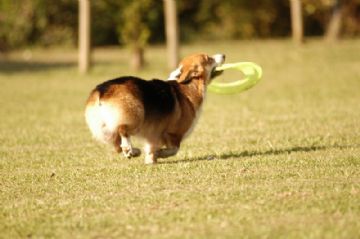 桃園柯基犬舍