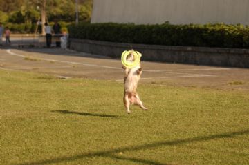 桃園柯基犬舍