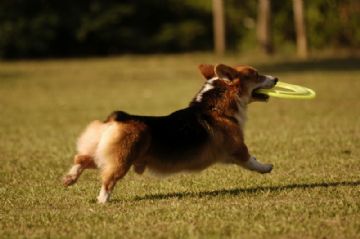 桃園柯基犬舍