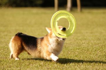 桃園柯基犬舍