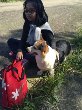 桃園柯基犬舍