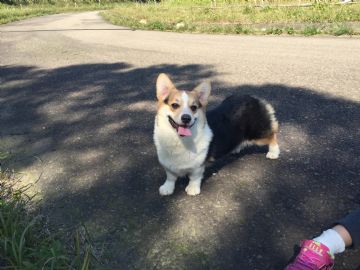 桃園柯基犬舍