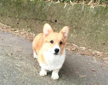 桃園柯基犬舍