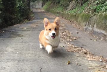 桃園柯基犬舍