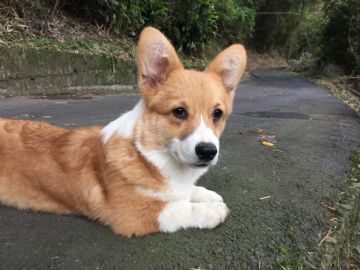 桃園柯基犬舍