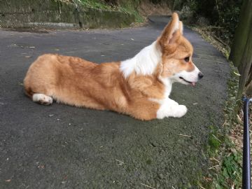桃園柯基犬舍