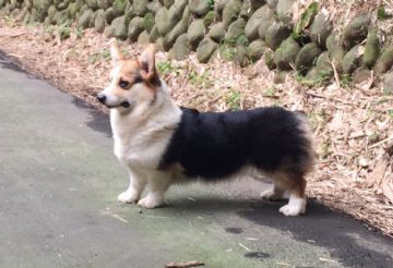 桃園柯基犬舍