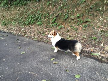 桃園柯基犬舍