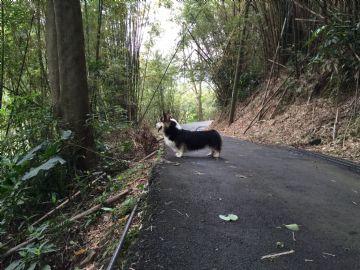 桃園柯基犬舍
