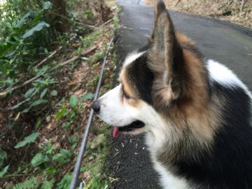 桃園柯基犬舍