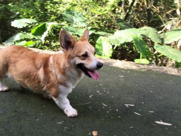 桃園柯基犬舍