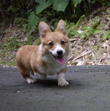 桃園柯基犬舍
