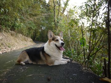 桃園柯基犬舍
