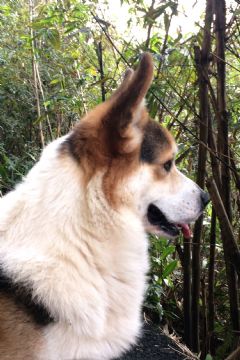 桃園柯基犬舍