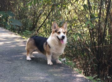桃園柯基犬舍
