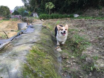 桃園柯基犬舍