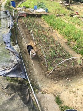 桃園柯基犬舍