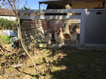桃園柯基犬舍