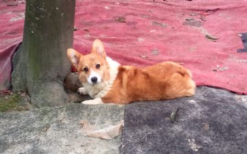 桃園柯基犬舍