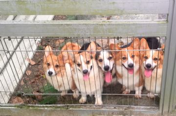 桃園柯基犬舍