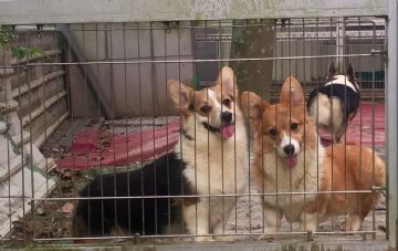 桃園柯基犬舍