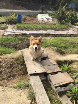 桃園柯基犬舍