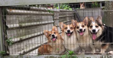 桃園柯基犬舍