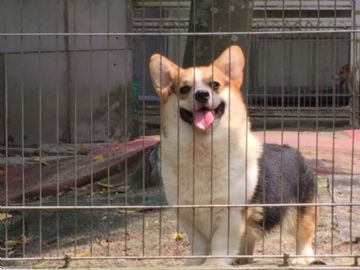 桃園柯基犬舍