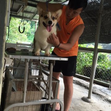 桃園柯基犬舍